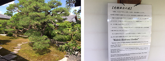 光琳曲水の庭。大きな赤松。