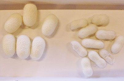 左は一般的な繭、右は小石繭