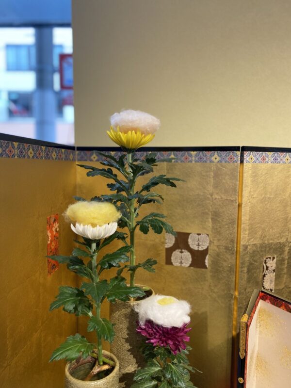 菊の着せ綿