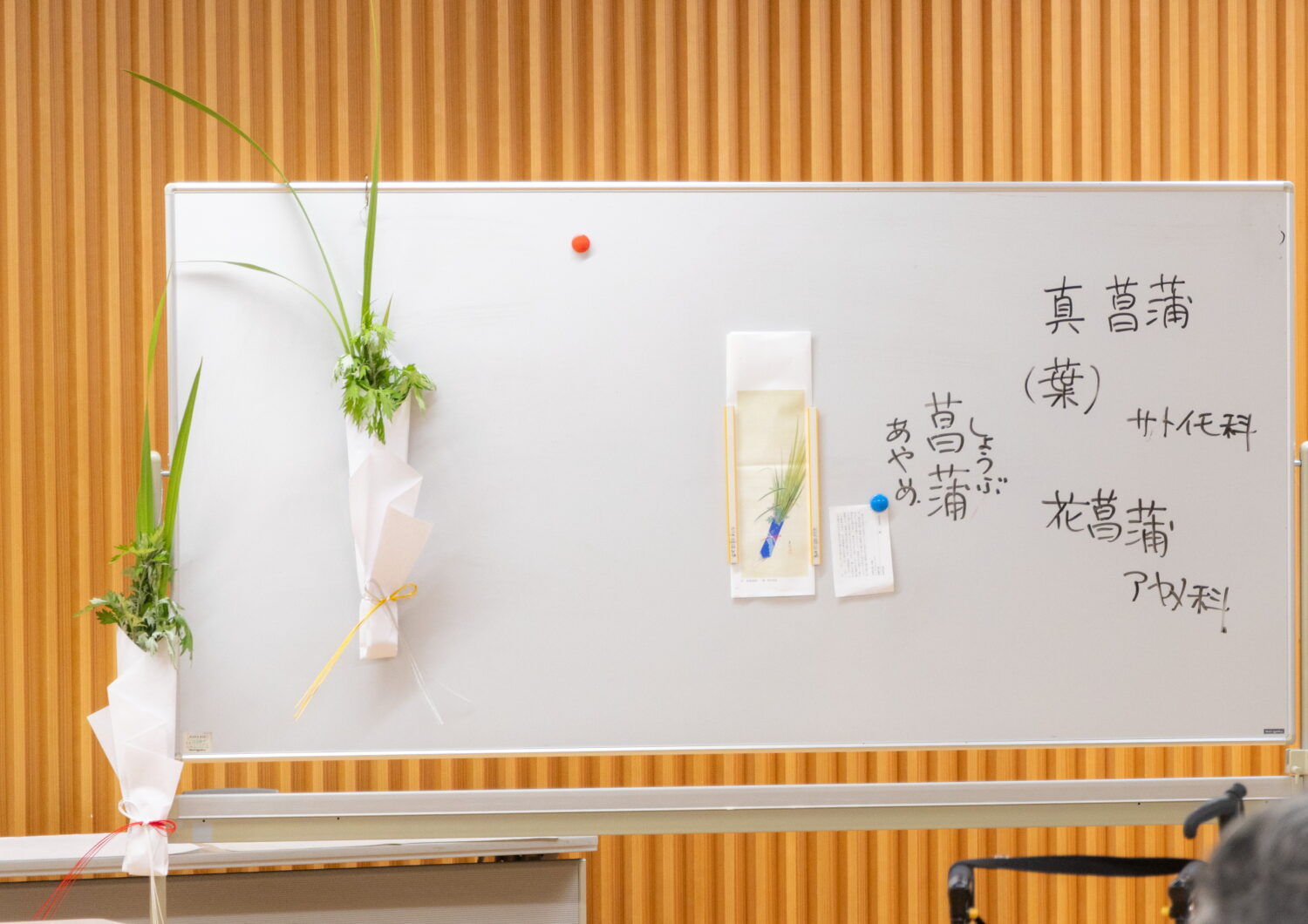菖蒲の種類について説明