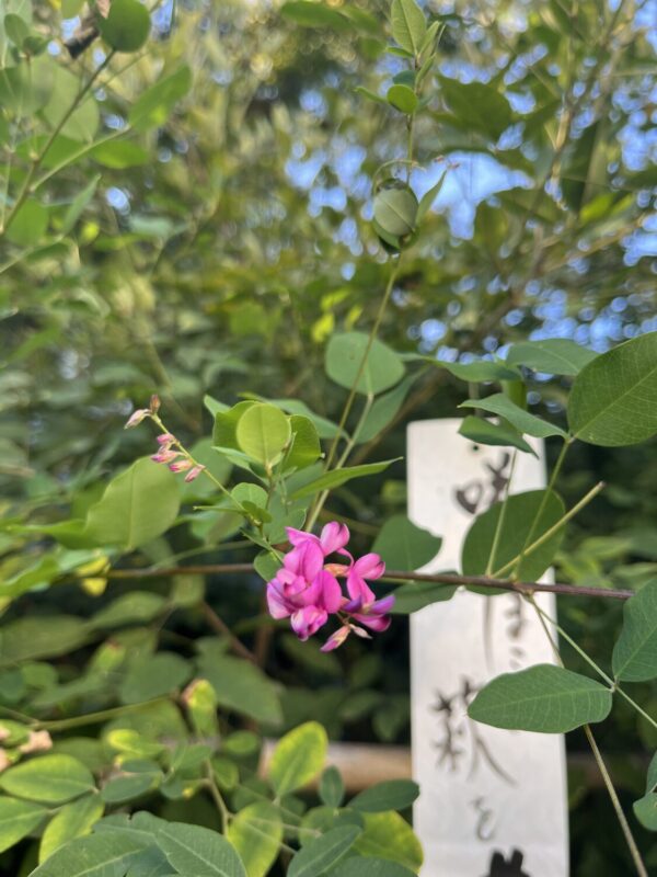 500株以上植えられている萩