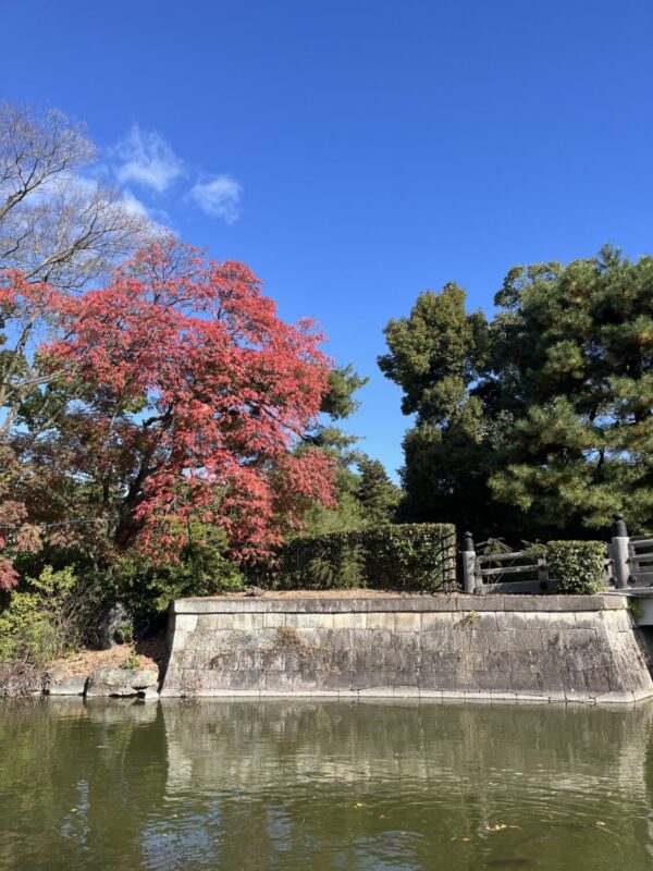 高倉橋そばに植えられた紅葉の美しい黄櫨
