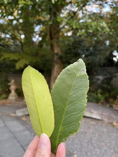 15cm程の長さで厚みのある多羅葉の葉