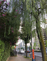 堀川周辺の景観をつくる街路樹