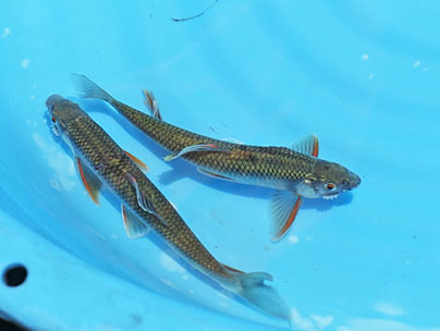 釣られたオイカワ