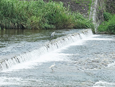 落差工で鮎を狙うサギ