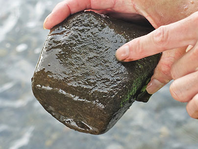 コケの見方を教えてもらう