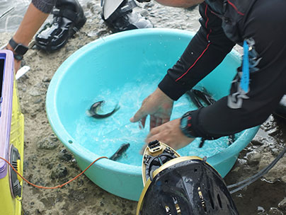 おとり鮎の配布